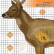 DEER TARGET 25X25(6/PK)
