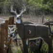 GlenDel Pre-Rut Buck w/ 4-sided insert