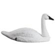 Standard-Size Tundra Swan