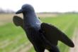 MOJO Crow Decoy