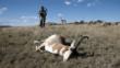 Montana Decoy Antelope Buck