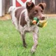 PetSafe Sportsmen Latex Meeze Duck